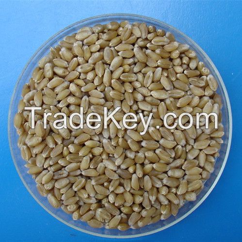 2 grade food wheat for human for hot sale with competitive price