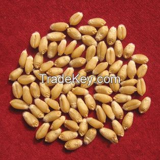 2 grade food wheat for human for hot sale with competitive price