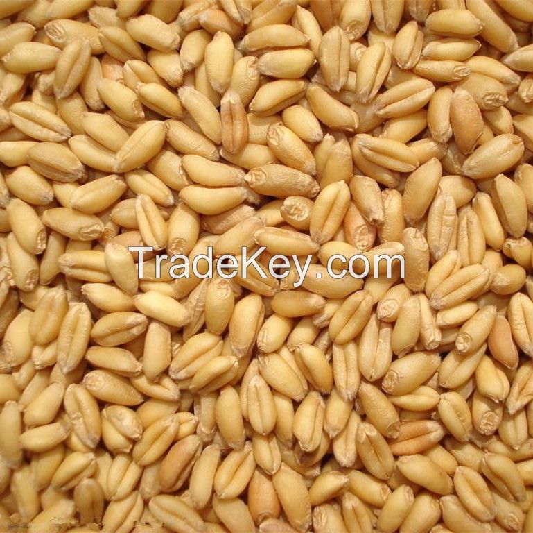 2 grade human consumption wheat