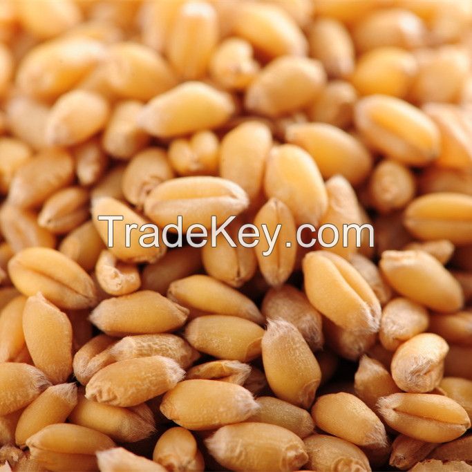 2 grade human consumption wheat