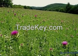 High quality  Milk Thistle P.E.