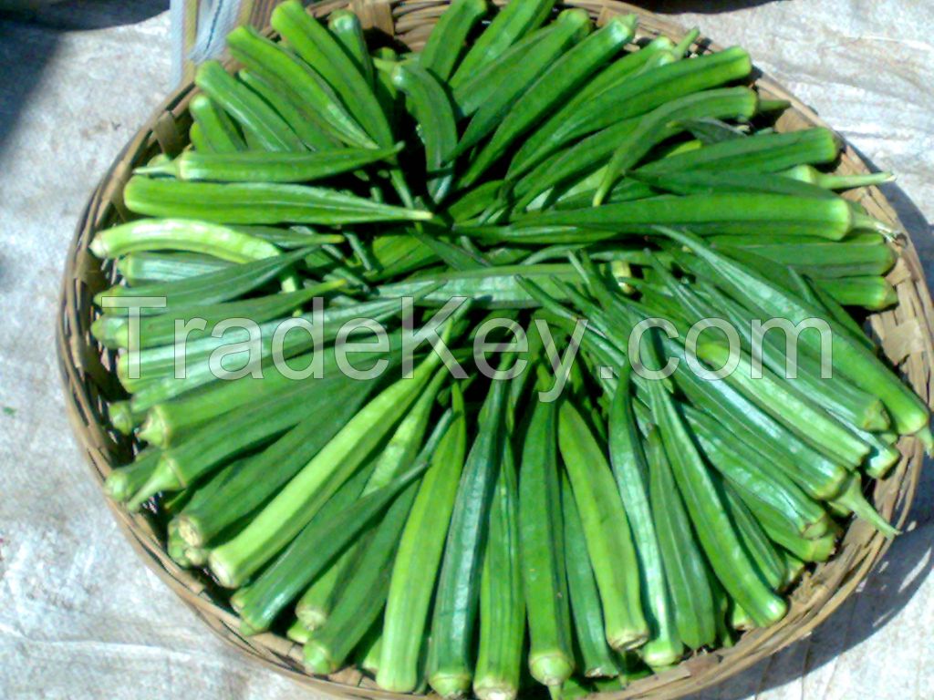 Hybrid Vegetable Seeds