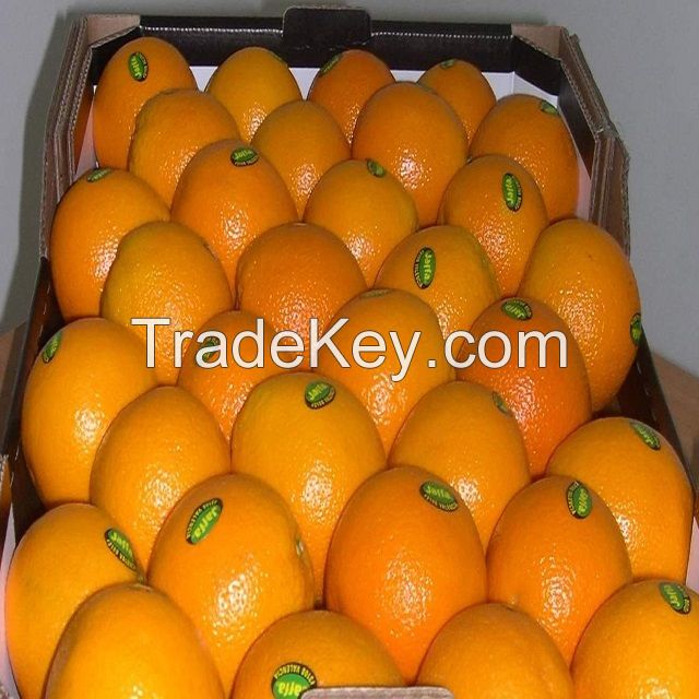 Fresh Navel Orange,Valencia Orange,Baladi Orange