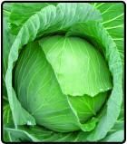 CABBAGE