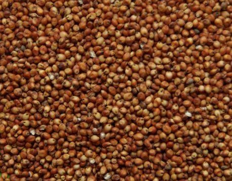 Sorghum