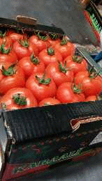 citrus fruit,cherry,grape,tomato,cucumber,pepper,pomegranate,fig,peach.pear,apricot