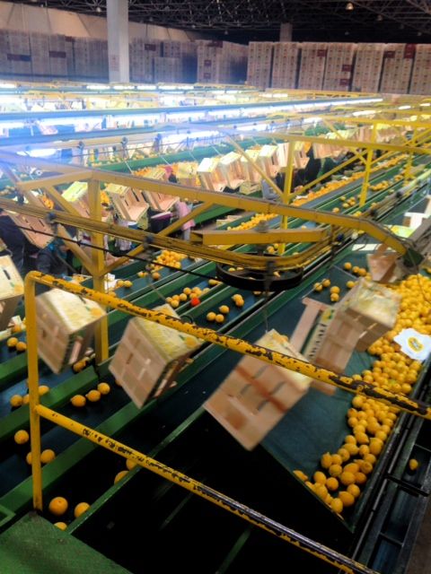 citrus fruit,cherry,grape,tomato,cucumber,pepper,pomegranate,fig,peach.pear,apricot