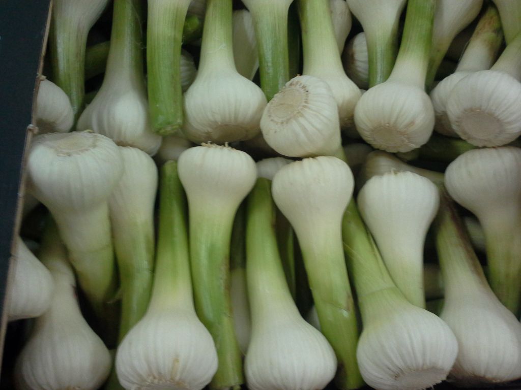 fresh garlic