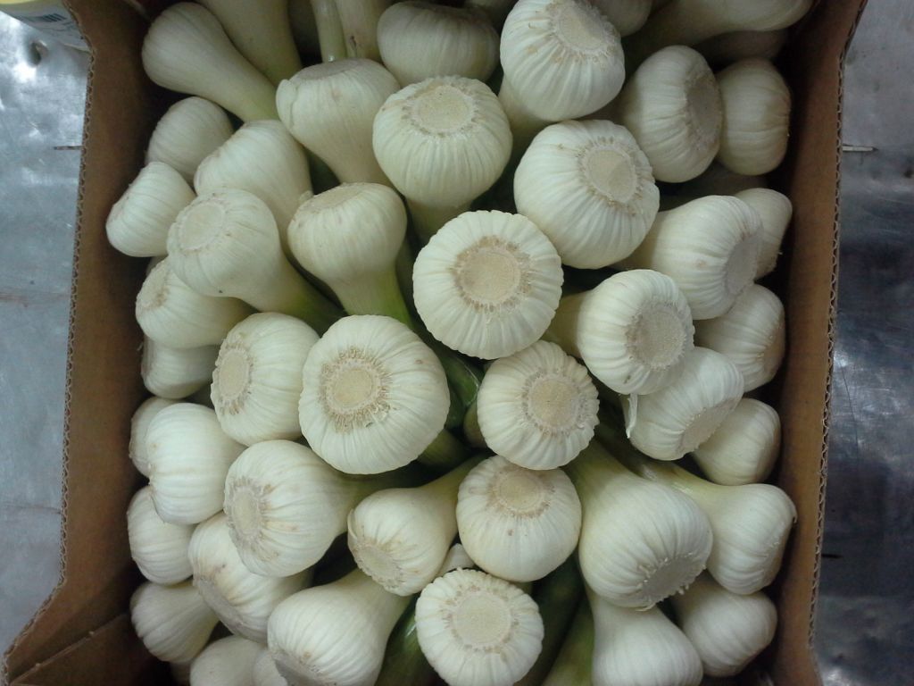 fresh garlic