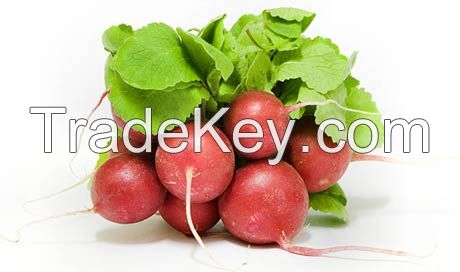 Radish