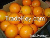 Valencia and Navel Fresh Oranges very Very Cheap