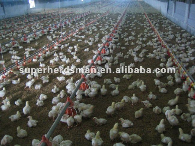 Poultry farm equipment for broiler chicken meat chicken