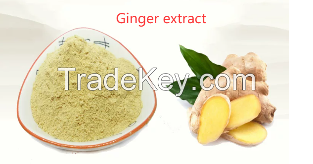 Ginger extract 10% Gingerol&Atilde;&macr;&Acirc;&frac14;&iuml;&iquest;&frac12;20% Gingerol,40% Gingerol,50% Gingerol