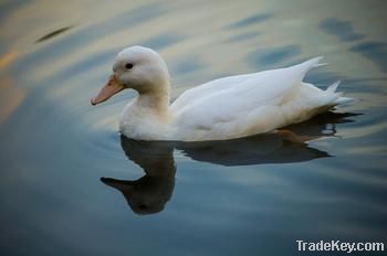 100% Washed white duck down