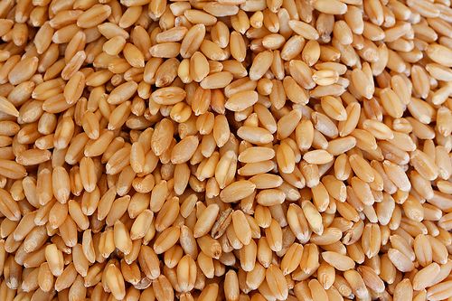 Wheat Grains