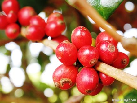 Robusta Green Coffee Bean Vietnam