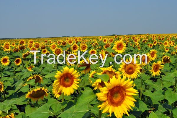 Crude sunflower oil