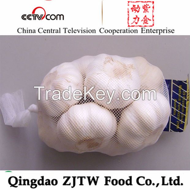 normal white garlic natural garlic