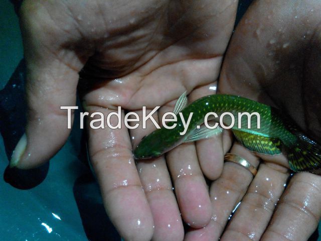 Exotic Live Tropical Fish