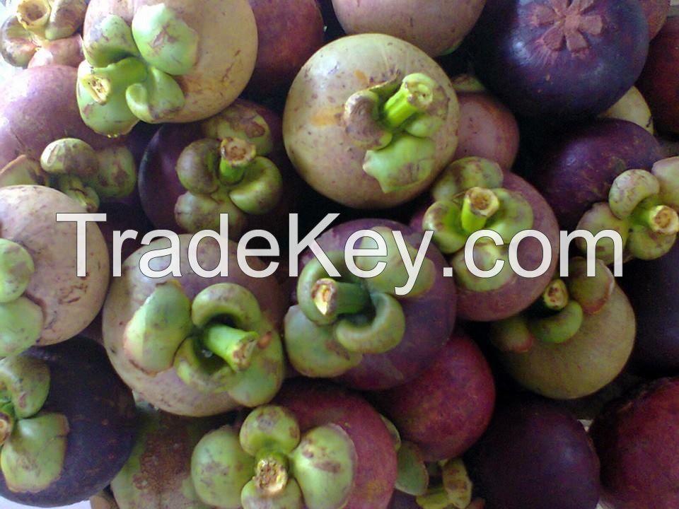 Bali Wild Mangosteen