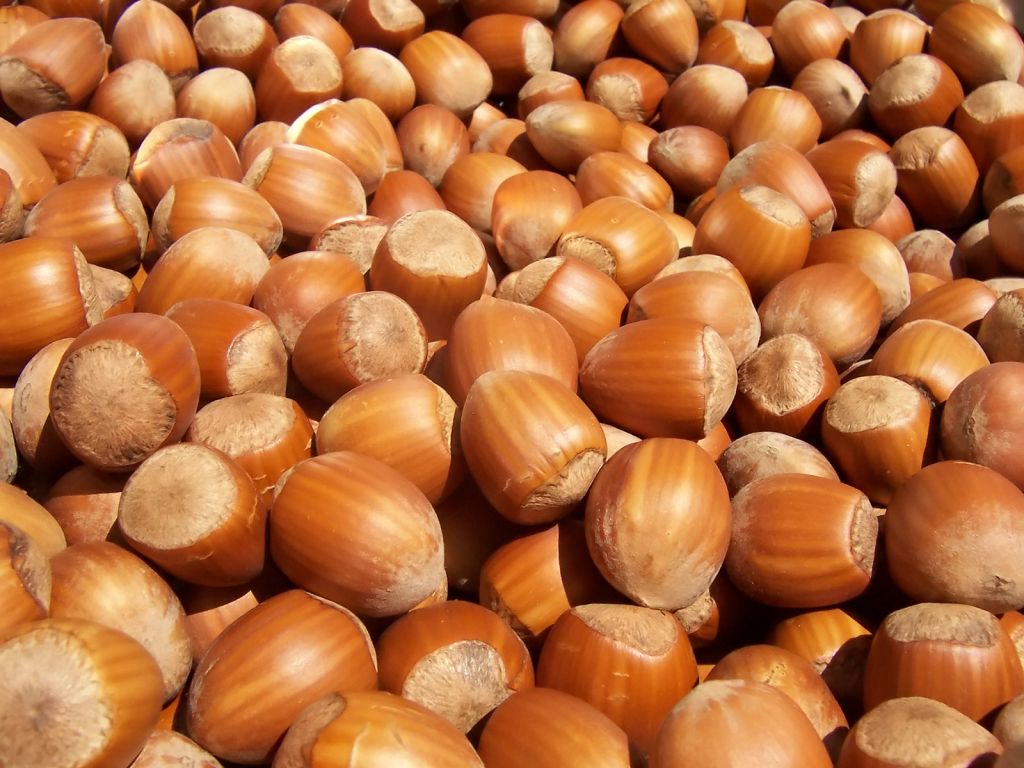 Hazelnuts for sale , good quality