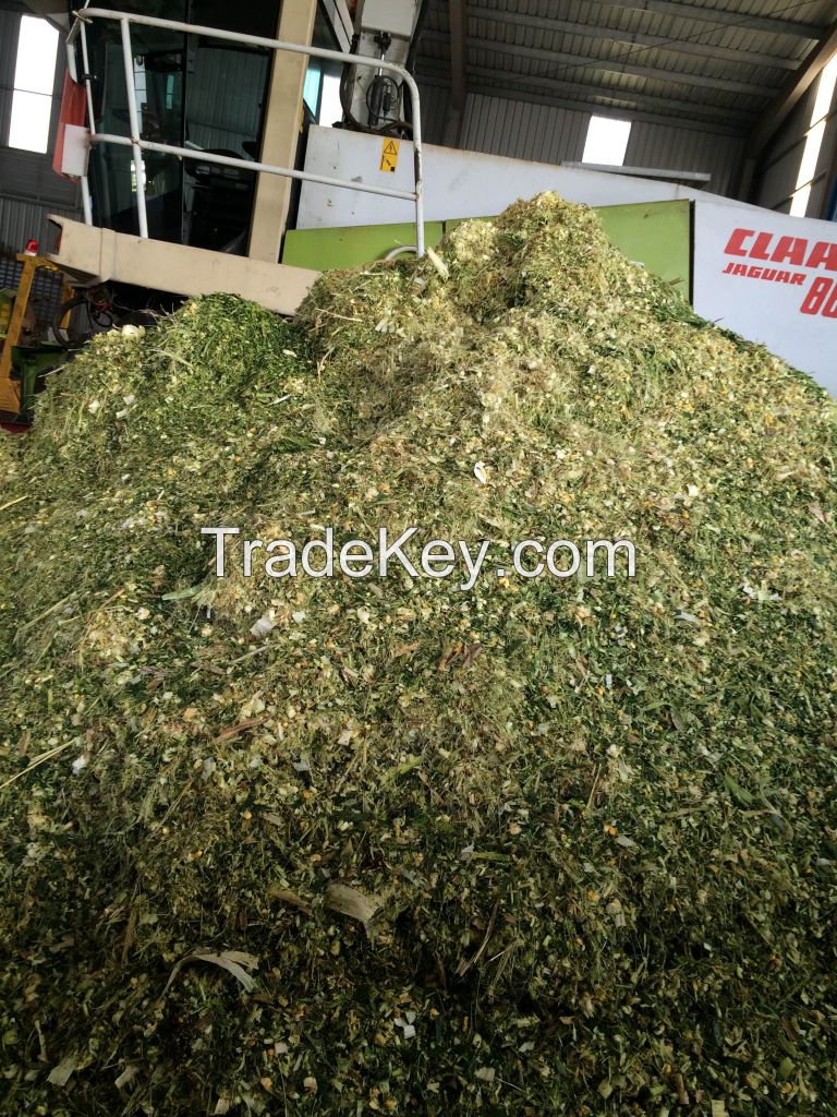 delicious corn silage