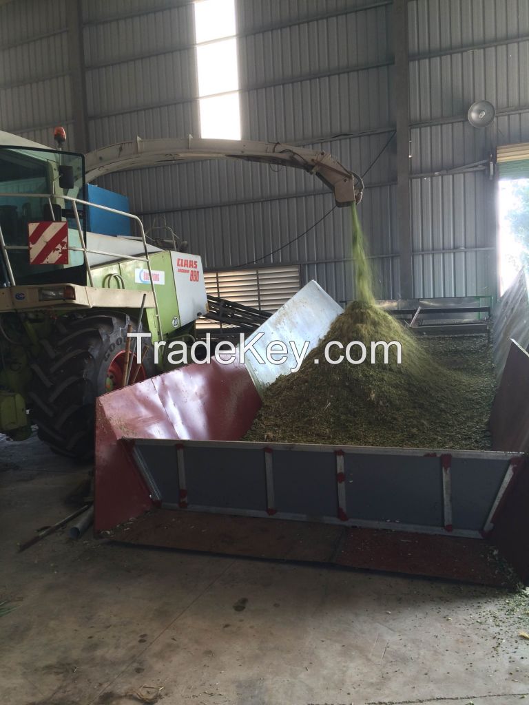 delicious corn silage