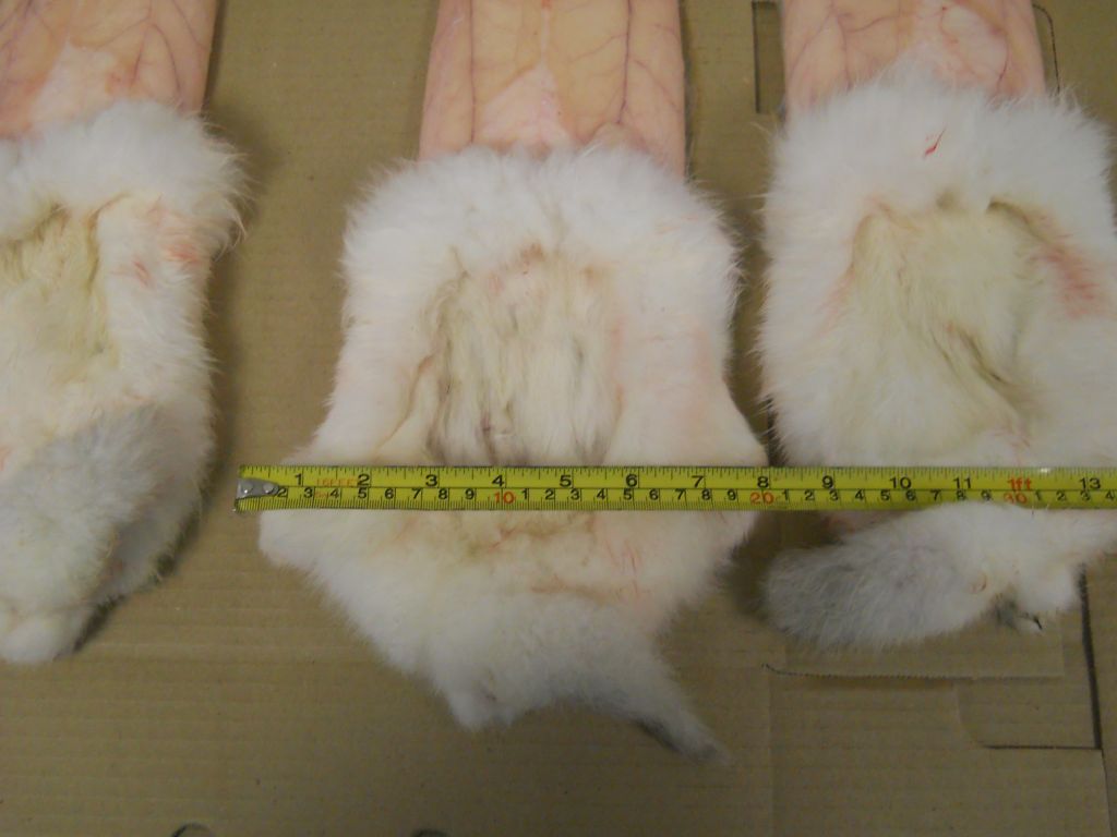 Raw rabbit fur