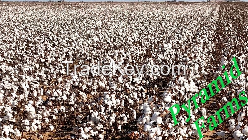 High Quality Raw Cotton