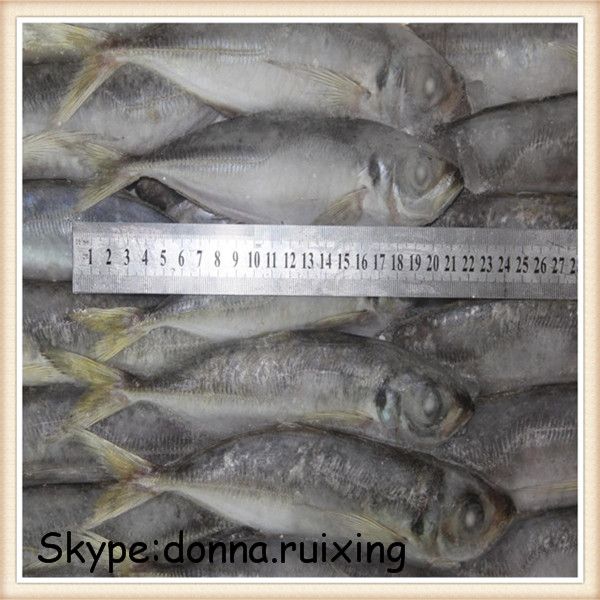 Frozen horse mackerel(Trachurus Japonicus) W/R for human use