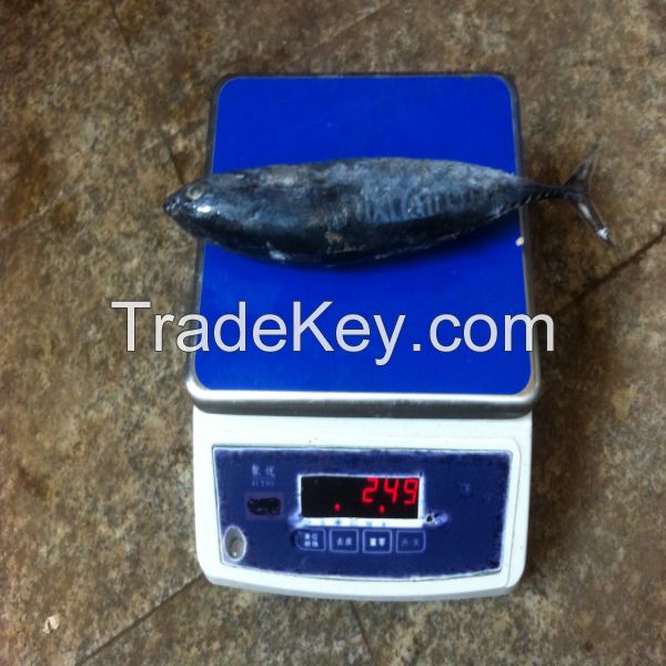 whole round frozen frigate tuna auxis thazard for market