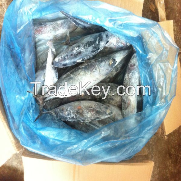 whole round frozen frigate tuna auxis thazard for market