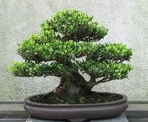 Japanese Macro Bonsai