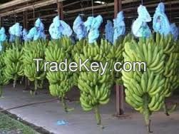 fresh bananas