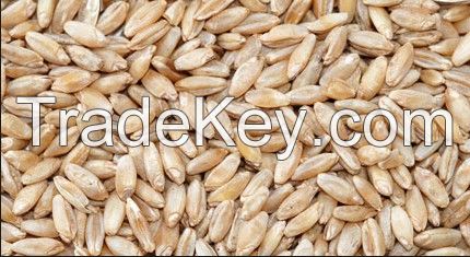 Durum wheat