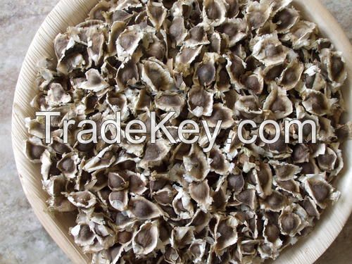 moringa seeds