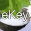 Stevia Extract RA95