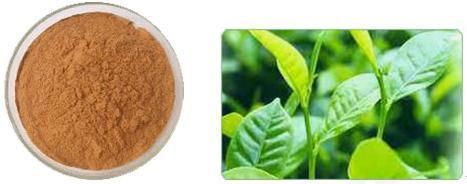 Green Tea Extract 