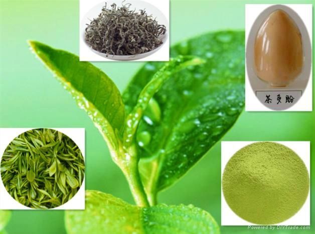 Green Tea Extract 