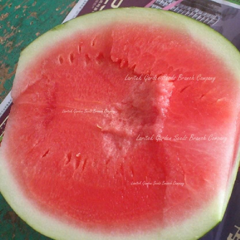 100 SEEDS, BIG LONG SEEDLESS WATERMELON, HEIRLOOM ASPERMOUS SWEET MELON SEEDS, PIPLESS WATERMELON