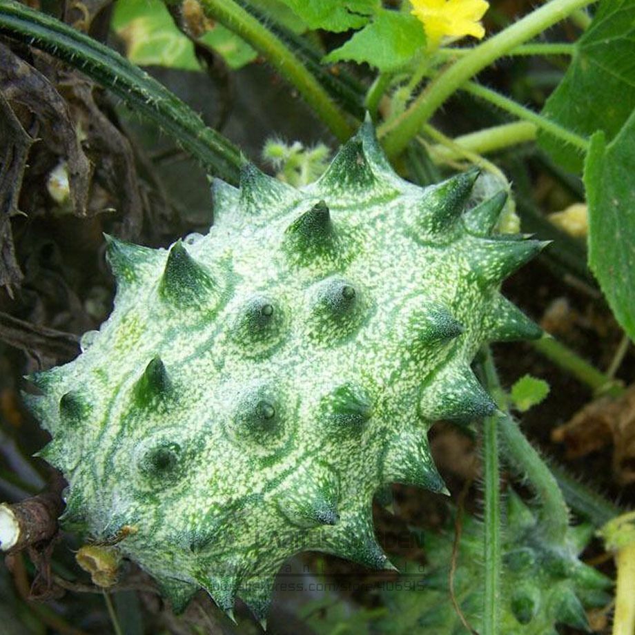 20pcs Rare Delicious Organic KIWANO Melano Cucumis metuliferus African Horned Cucumber Fruit Melon Seeds 