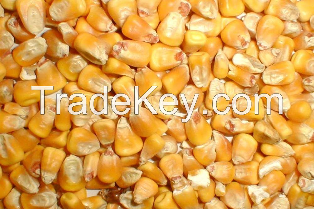 Feed Yellow corn FOB port Odessa Ukraine