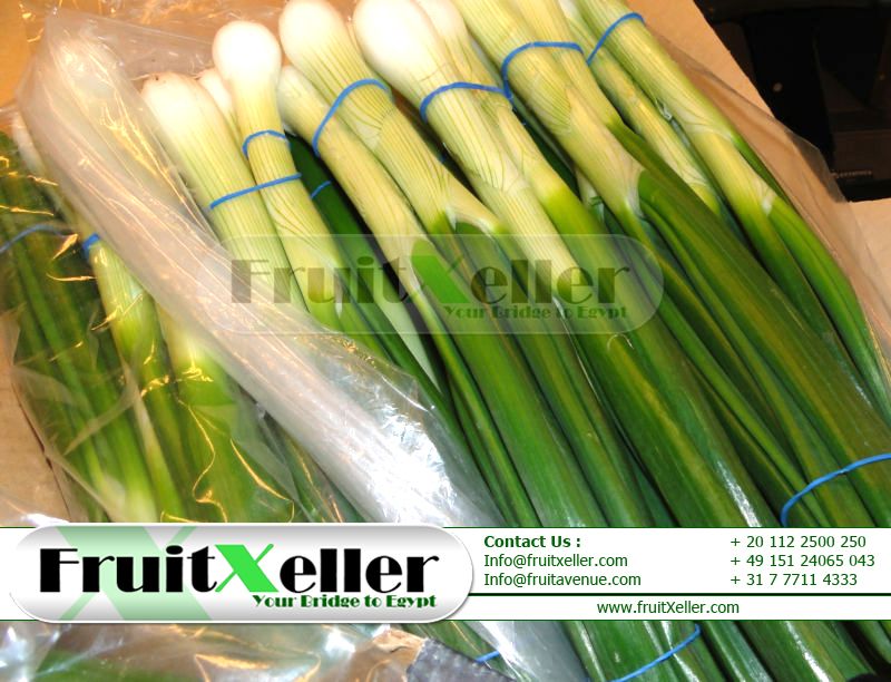 Spring Onion