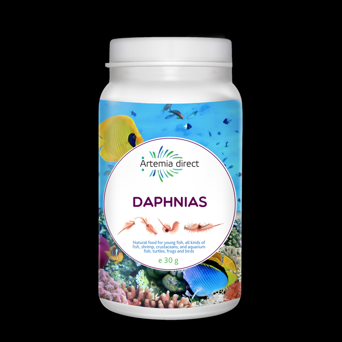 Daphnia