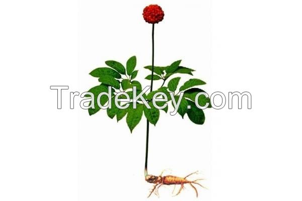 Panax notoginseng sanqi roots