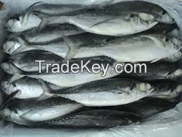 Fresh Atlantic Mackerel, Dried and Frozen Horse Mackerel, FROZEN SPANISH MACKEREL, indian mackerel, mackerel 