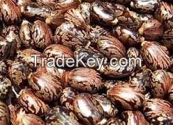 Castor Bean Seed