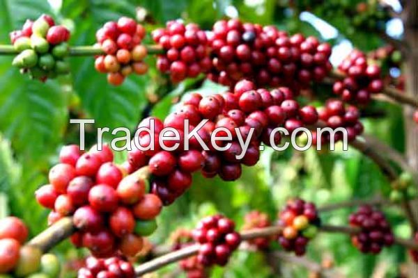 VIetnam Robusta Coffee BEST PRICE