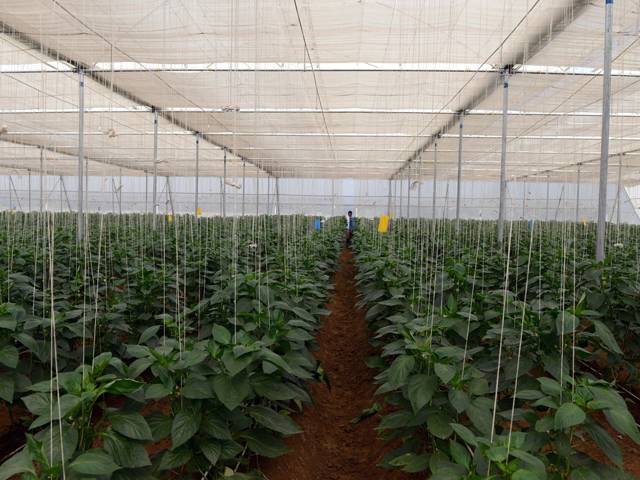 Green/Poly  House - Fresh Capsicum (Red, Green and Yellow)