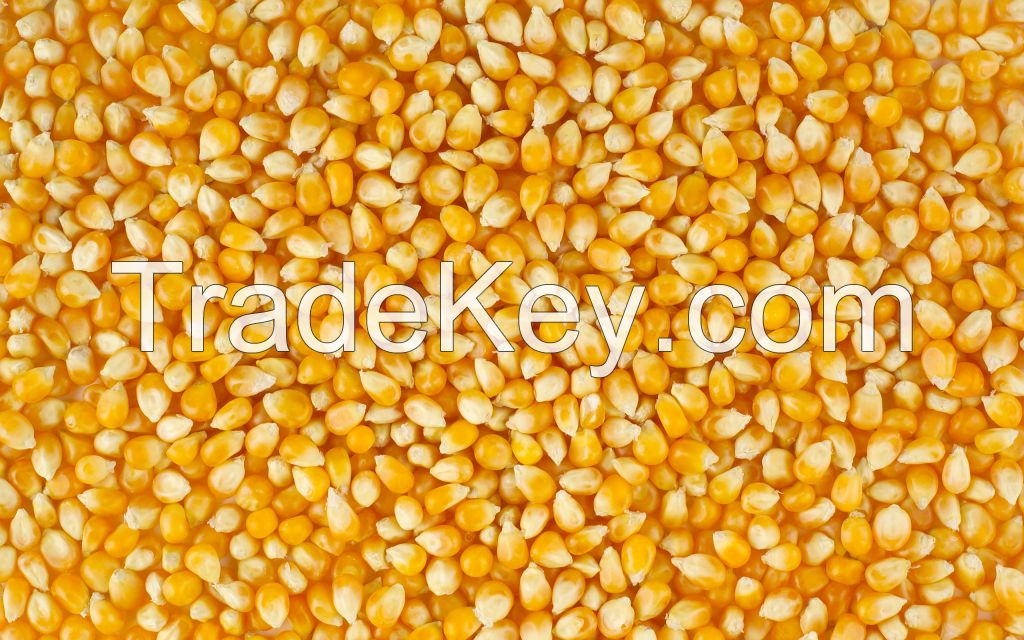 Yellow corn